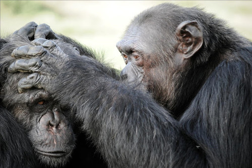 Rehabilitar y resocializar chimpancés utilizados en espectáculos y como mascotas es posible