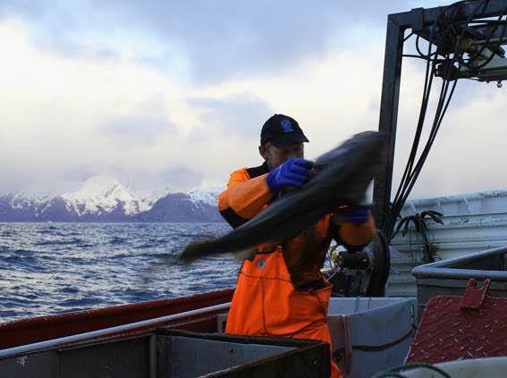 La mayor pesquería del mundo de bacalao y eglefino es premiada nuevamente con el sello MSC