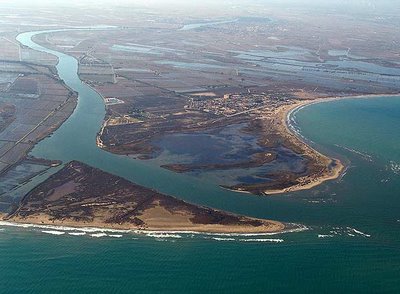 La Generalitat impulsa un plan de acción para erradicar el caracol manzana en el Delta de lEbre