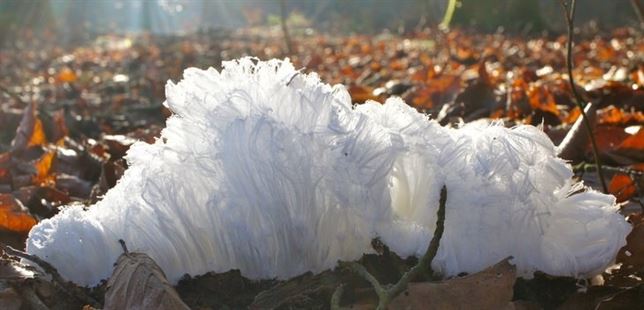 El fenómeno pelo de hielo al descubierto