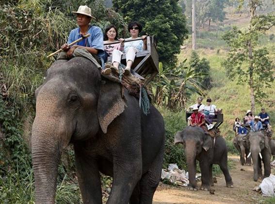 Si viajas a Tailandia respeta a los animales