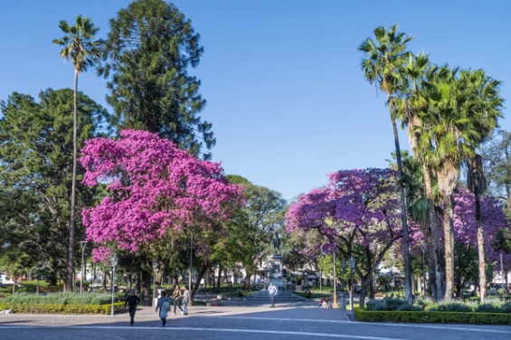Argentina. Catamarca lanzó un ambicioso plan de forestación