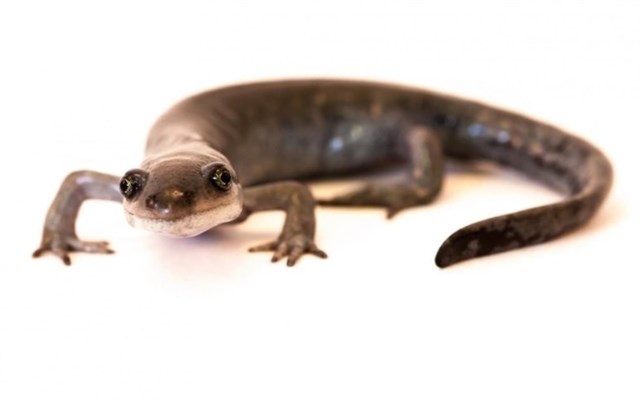 Una salamandra promiscua usa genes de tres machos por igual