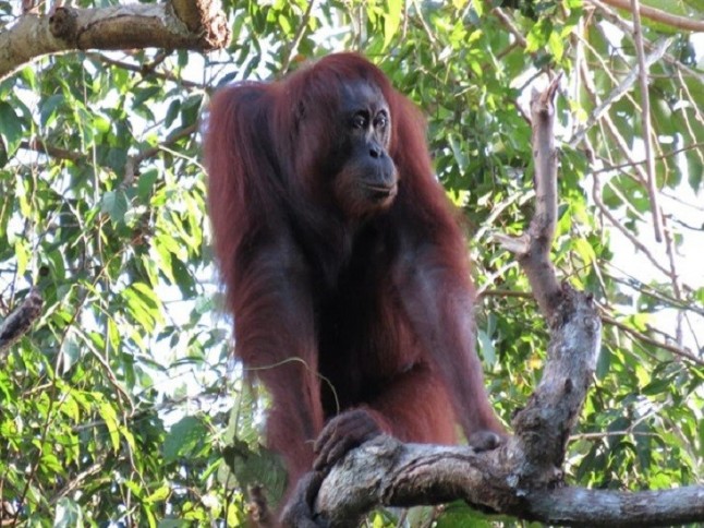 Orangutanes de Borneo