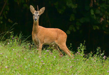 Los días más proclives para atropellar corzos: un domingo de abril al anochecer