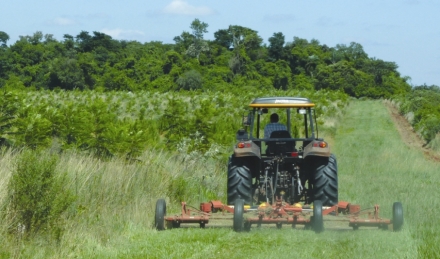 Primera iniciativa de captura de CO2 por forestación en la Argentina