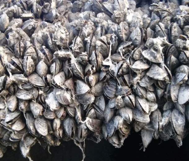 El avance de especies invasoras en Andalucía es ‘vertiginoso’