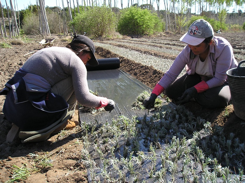 Medio Ambiente convoca la VII edición de los Premios de Excelencia a la Innovación para Mujeres Rurales 2016