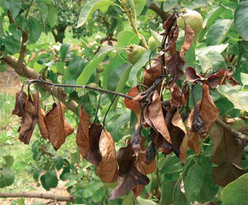 El fuego bacteriano está extendido por La Rioja Baja y continua creciendo