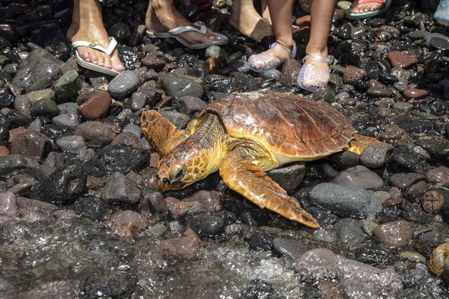 Devueltas al mar dos tortugas boba rescatadas con heridas en El Hierro y Gran Canaria