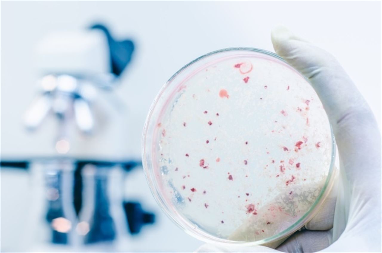 Legionela: la bacteria más feliz del mundo con el calentamiento global