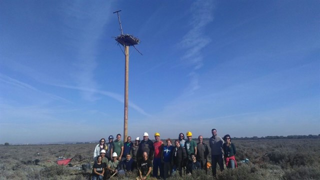 Reintroducción del águila pescadora en el parque de Los Toruños