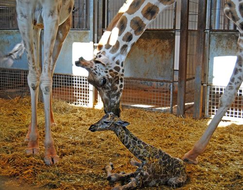 Visitantes de Bioparc Valencia presencian el parto de una jirafa