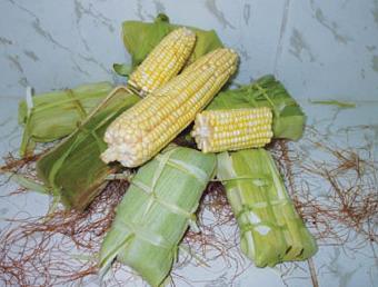 Acercamiento de la cultura del maíz en Cuba