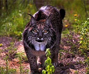 El último lince muerto es Fado