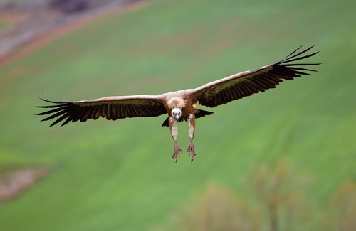 Las interacciones entre humanos y animales carroñeros han dado forma al hombre actual