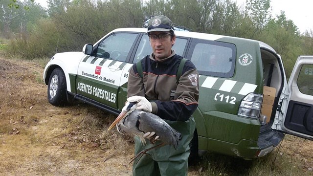 Agentes forestales rescatan una garza real desorientada en el río Guadarrama