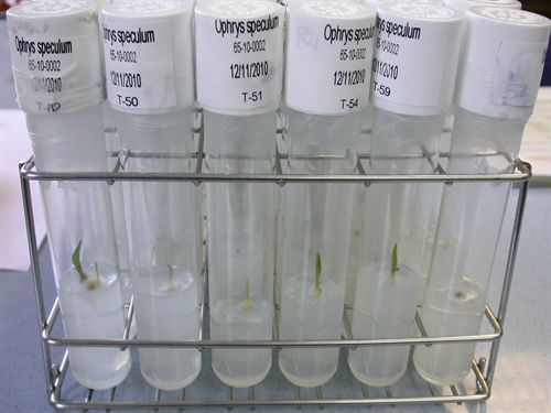 Andalucía logra la reproducción de dos especies de orquídeas amenazadas mediante nuevas técnicas