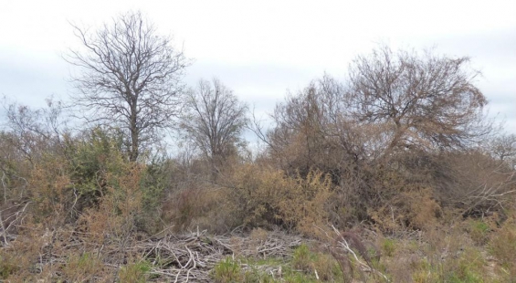 Preocupa el uso de químicos para desmontar en Córdoba