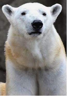 Un oso polar se resfría en el zoológico de Chicago debido a las bajas temperaturas
