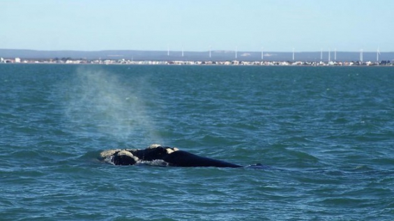 Argentina. Ya se pueden divisar las primeras ballenas en Playa Unión