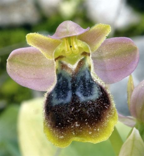 Nueva especie de orquídea cerca de Cullera
