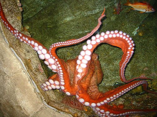 Qué edad tiene un pulpo