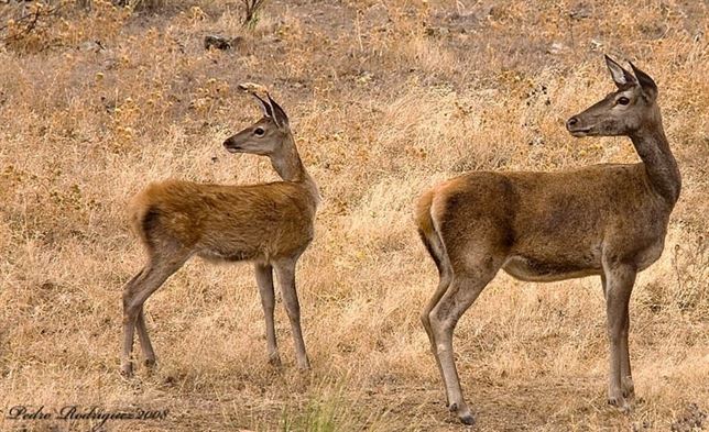 Prorrogan la emergencia cinegética por daños de ciervos en Guadalajara