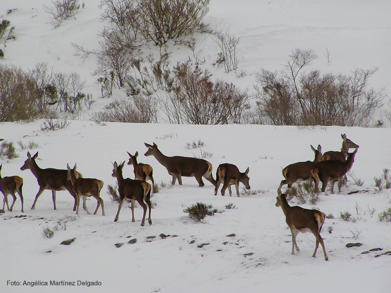 Una innovadora aplicación en 3D permite ver nevados los paisajes de montaña del Pirineo catalán