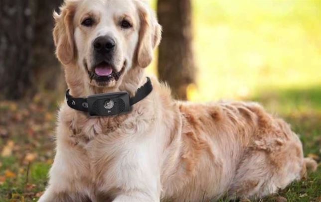 Un smartphone para perros