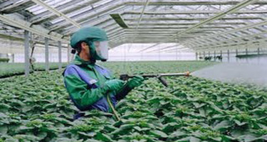 Europa y la autorización de pesticidas