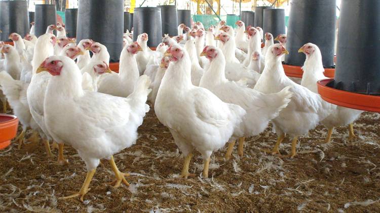 Grasa del pollo para fabricar biodiesel