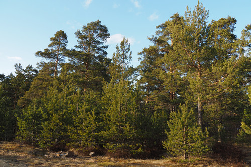 El clima del pasado ayuda a explicar el almacenaje de carbono a día de hoy