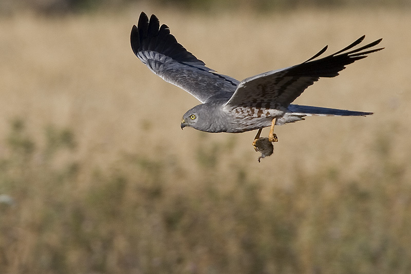 Junta identifica y protege 56 nidos de aguilucho cenizo en la provincia