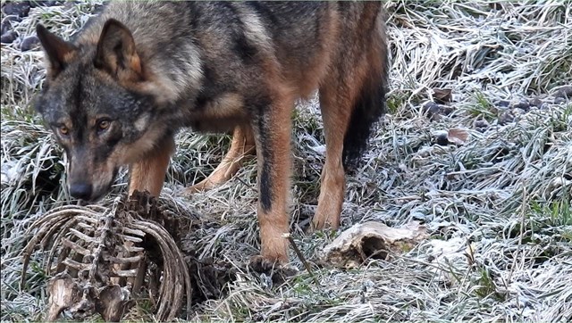 Culpan al gobierno de Asturias de dañar al lobo