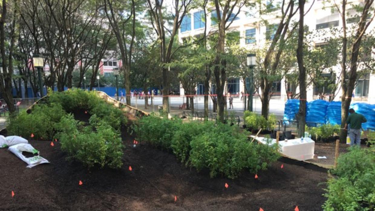 Un bosque de secuoyas (de miniatura) crece en Brooklyn