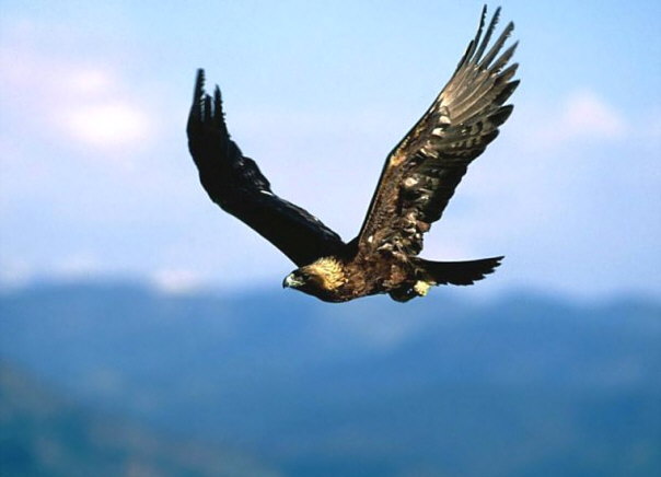 Tirotean un águila real en Anchuelo (Madrid)