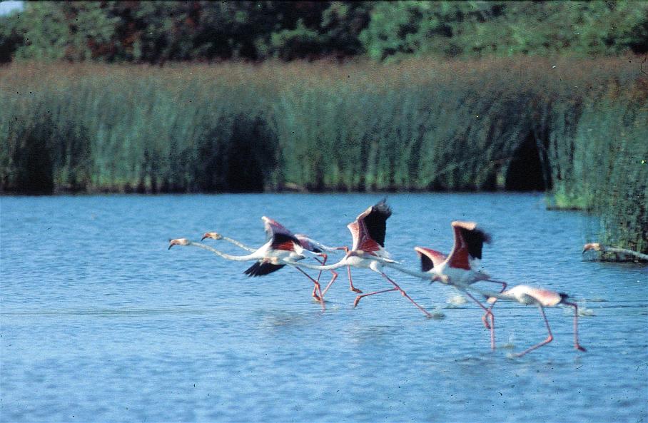 Según Ramsar: el oleoducto Balboa es una grave amenaza para Doñana
