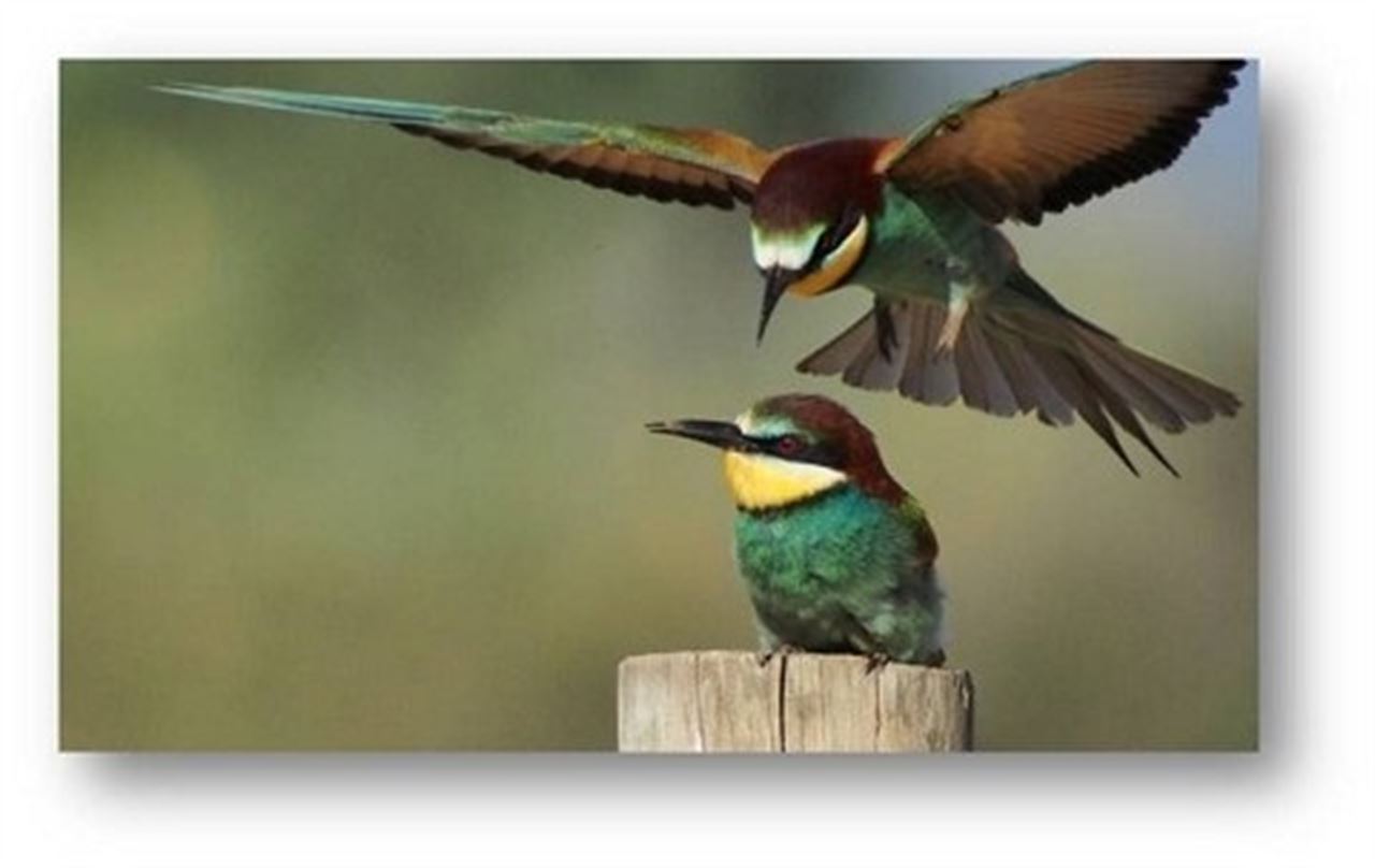 Málaga edita un mapa para avistar más de 370 especies de aves