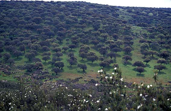 Patronato de Monfragüe (Cáceres) quiere mejorar la gestión del parque