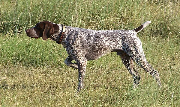 Cazadores publican más de 200 anuncios de perros perdidos en la web de la UNAC