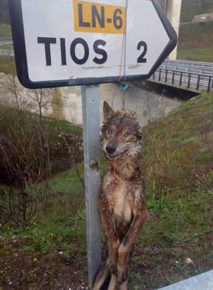 La ‘macabra’ aparición de un lobo muerto en Lena (Asturias)