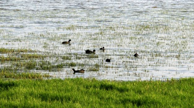 Más de 730.000 aves invernaron en humedales andaluces