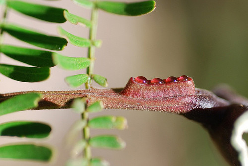 México. Un árbol controla a las hormigas para que lo defiendan de ataques externos