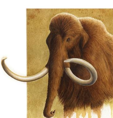 El mamut lanudo convivió con ciervos
