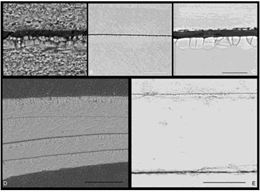 Material orgánico protege las conchas de las almejas de río