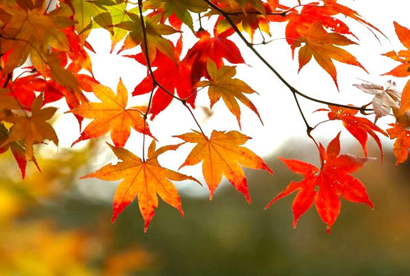 Este otoño será el más caluroso en 50 años