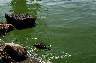 Mejoran los sistemas de depuración de compuestos de nitrógeno en aguas residuales