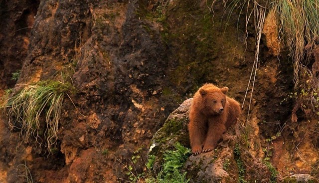 Las infraestructuras destruyen o deterioran los hábitats de mamíferos y aves