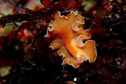 El año 2011 será clave para la protección de Jaizkibel